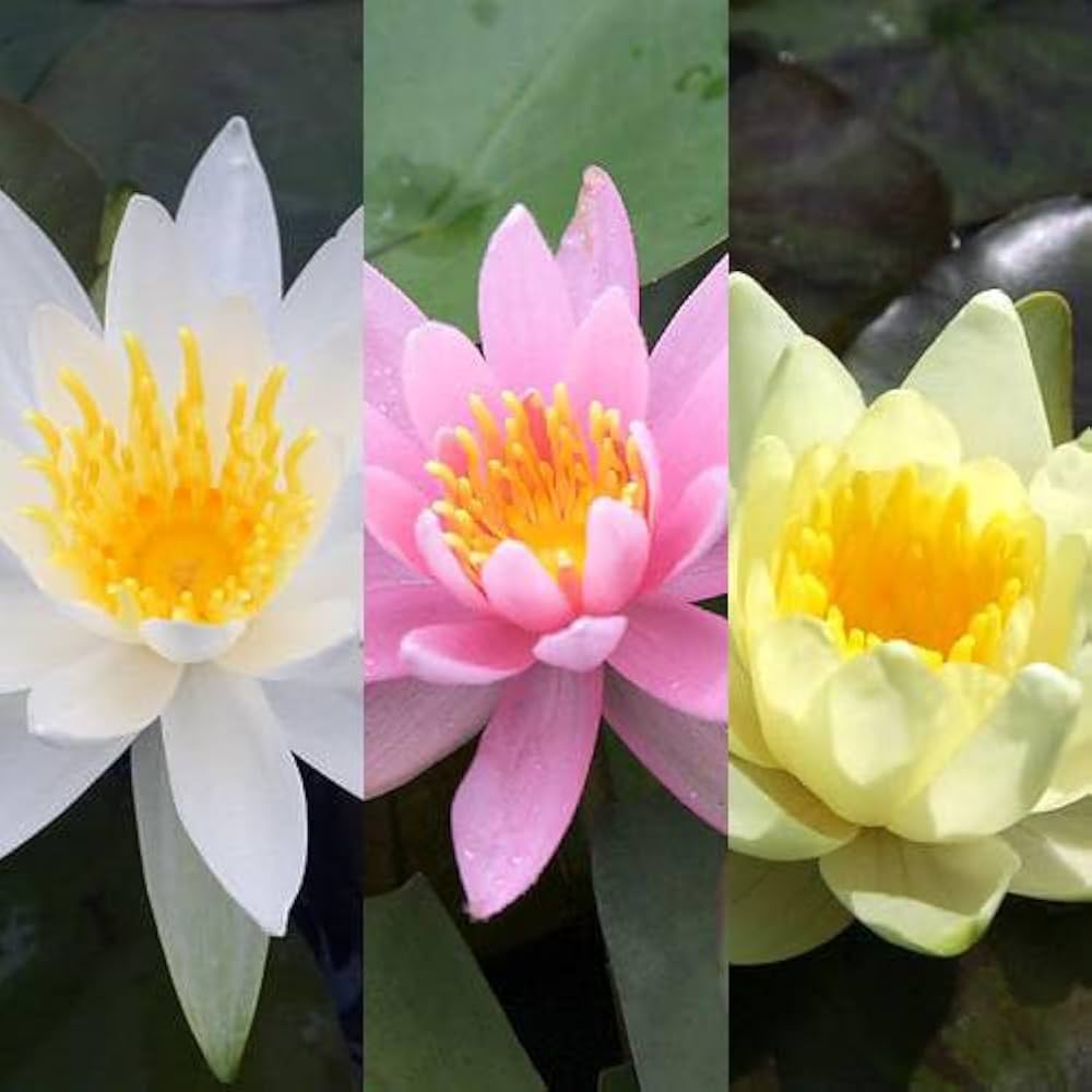 Amazon｜（ビオトープ）睡蓮 温帯性睡蓮（スイレン）3色セット